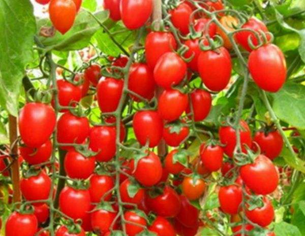 走進大自然，農家樂旅游就到深圳老虎溝生態農場