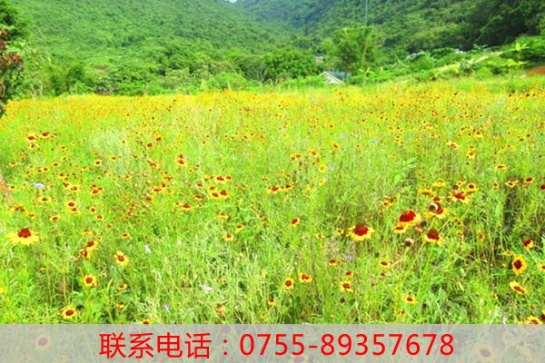 深圳周邊一日游 橫崗園山農(nóng)家樂野炊