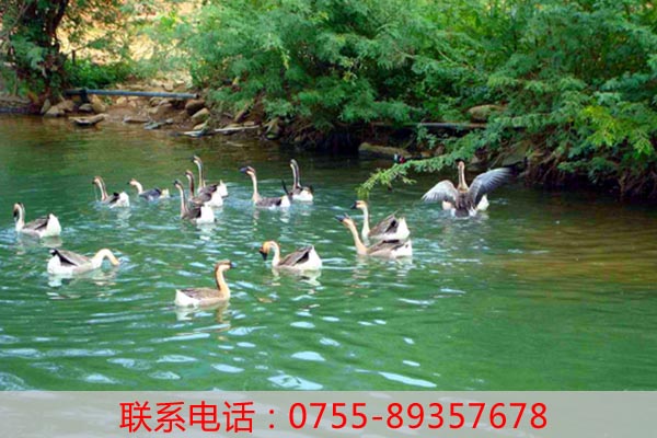 深圳農(nóng)家樂(lè)游玩_老虎溝生態(tài)農(nóng)場(chǎng)莊游園須知