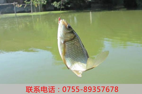 談談老虎溝生態(tài)農(nóng)家樂是如何凸顯農(nóng)家樂特色的？